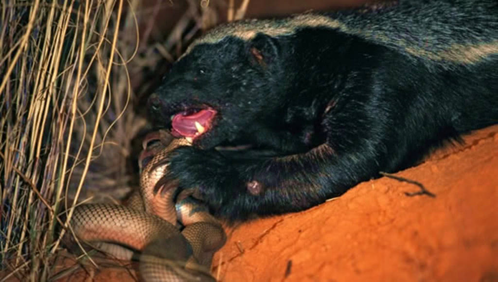 平头哥大战蝰蛇恶战后中毒晕倒平头哥睡一觉接着吃