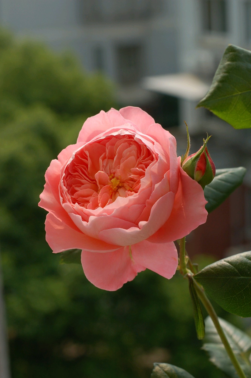 养月季花先剪后埋一次开花30朵一年开花不间断