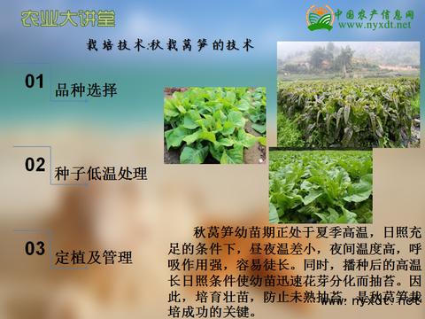 栽培技术 秋栽莴笋的技术