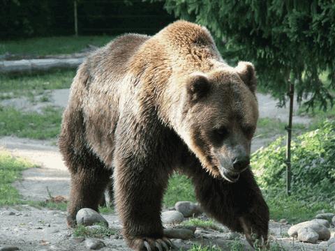 犬熊可不是犬,而是熊,它可是在五千万年前和熊是至亲兄弟!
