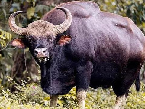 非洲野牛地球最大?牛魔王原型摇摇头:老虎见我都要绕道