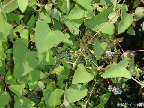 农村路边一种带刺的野草,叶片长得奇特,在农村生活中有价值|杠板归|农村|野草|叶片|倒刺_新浪新闻