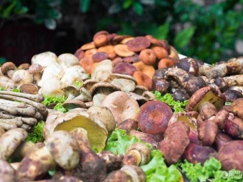 农村这4种野生菌，每一种都是农村人最爱，看看你认识几种|松蘑|肉蘑|野生菌|榛蘑|农村_新浪新闻