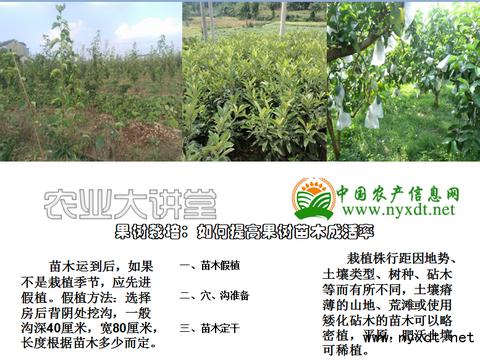 对虾成活率如何提高 南美白对虾苗期成活率有哪些秘诀