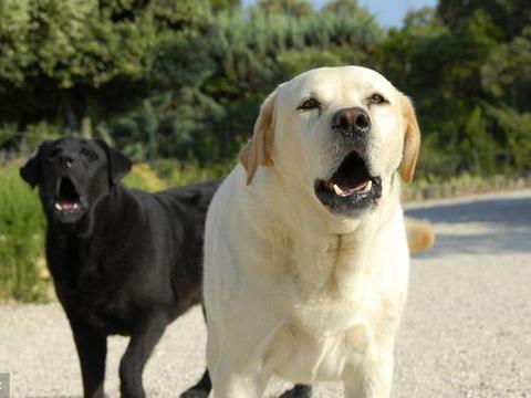 你们知道不同狗叫声,分别代表了什么吗?