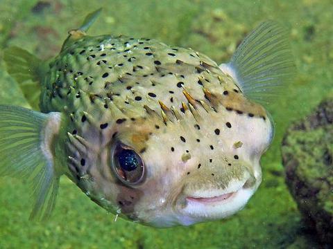 日本的杂交河豚你敢吃吗?正确的河豚食用指南在这里!