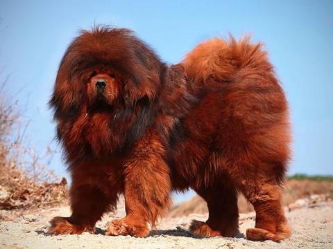 曾是土豪身份的象征,被卖到3000万的天价,今四处流浪成一方祸害