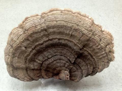 过去农民把这种灵芝,当柴火烧,现在才知道它是个宝