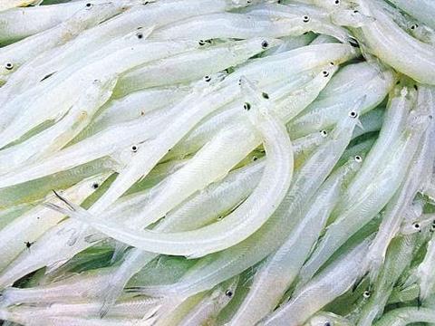 银鱼之所以被称为银鱼,即源于鄱阳湖珠湖银鱼!