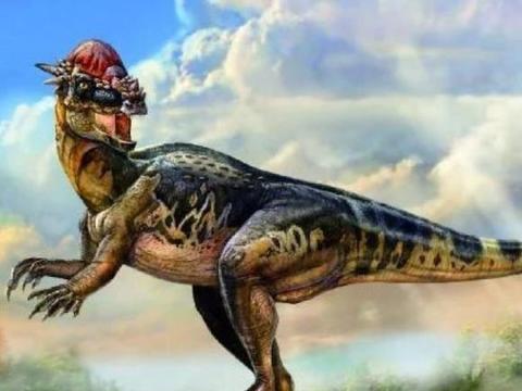 冥河龙圆形头颅较小,两侧稍为平坦,成梨状!