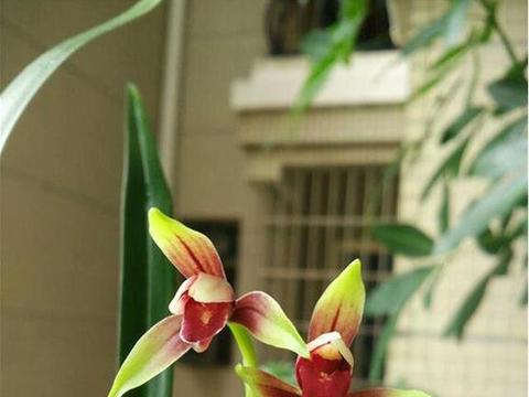 中国兰花的发展历史|兰蕙同心录|兰花|兰蕙|栽培|勾践_新浪新闻