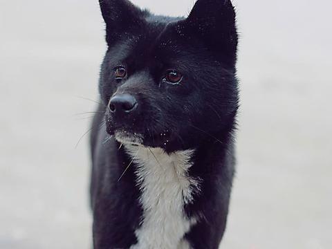 找了很久才买到"黑头狗",但几天后宠主哭了,原因让人无语!