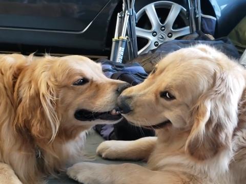 两只金毛"嘴对嘴",主人以为在撒狗粮,走近一看笑翻了