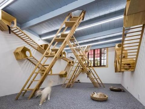三个建筑学高材生,为猫主子们搭了个超豪华的猫屋!|猫咪|屋形|猫窝|主子|猫屋_新浪新闻