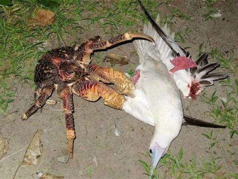 女子外出寻找食物,发现一巨型"蜘蛛"在觅食,看清后女子乐透了