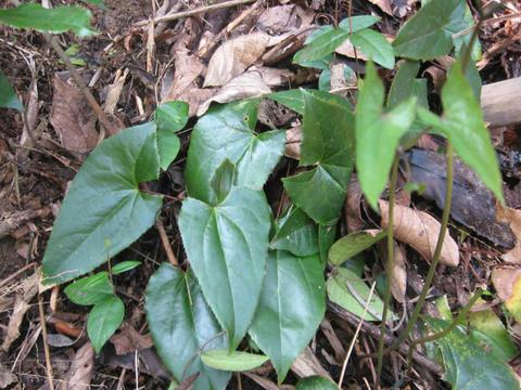 农村这种野草,可以抑制血管运动中枢,对男人有"好处"!