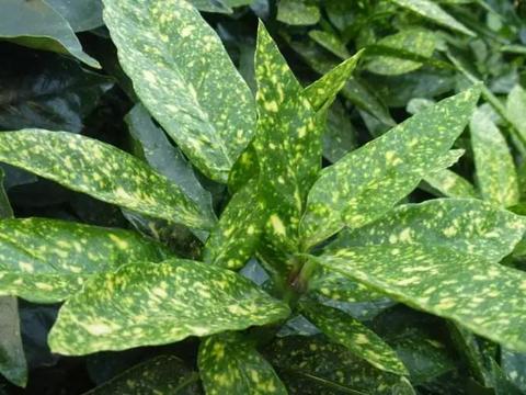 这种观叶植物四季常青,比花还美!|桃叶珊瑚|植物|雄花_新浪新闻