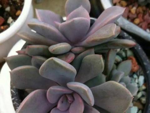 多肉植物雪莲怎么养 多肉植物雪莲怎么养