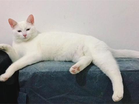 土猫和品种猫的区别,3点很重要!|猫|土猫|田园_新浪新闻