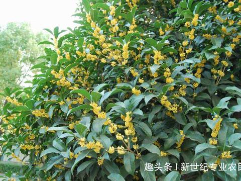 桂花树盆栽 怎样种桂花树 桂花树种植方法以及种植注意事项 桂花树盆栽 怎样种桂花树 桂花树种植方法以及种植注意事项