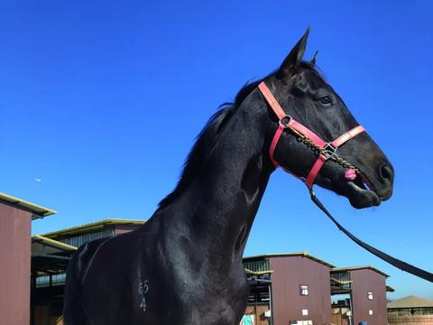 中国骄傲"蒙古可汗":称霸澳新赛马场 蝉联新西兰马王