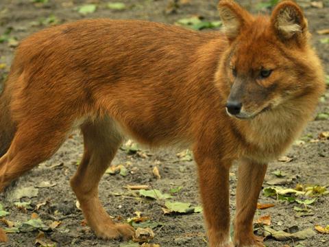 这种犬科动物的实力并不出彩 为何人们却把它排在虎豹狼的前面