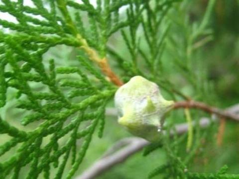 柏树上的小果实,还有如此妙用,活了30年头一次知道,赶紧看看|之后|枕头|树枝|柏树叶|头发_新浪新闻
