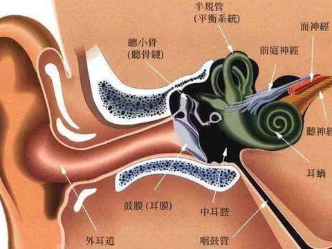 慢性化脓性中耳炎要做哪些检查诊断?|鼓膜穿孔_新浪新闻