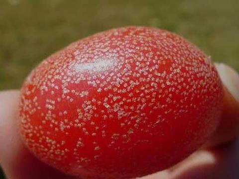 这种果实像羊的奶子,用它泡酒对风湿有好处,价值珍贵30元一斤