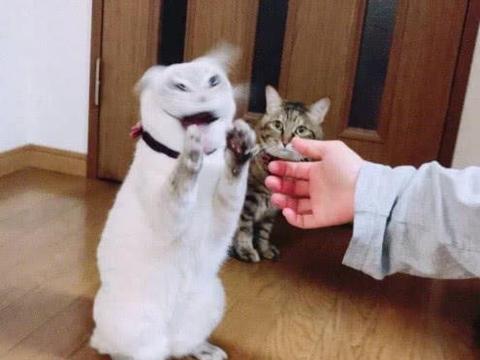 白猫一和主人玩就开心到模糊 花猫在旁边懵逼了 怕不是个傻子吧