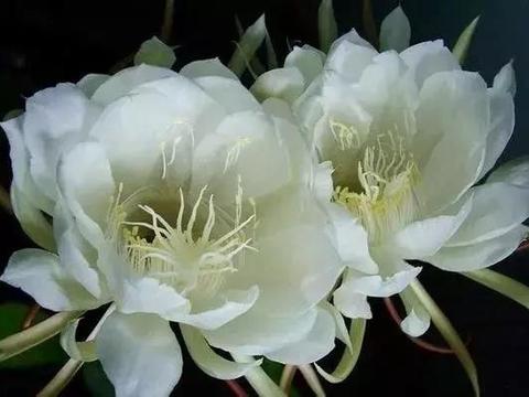 只在夜间盛开的花，你见过几种？|夜来香|昙花|晚香玉_新浪新闻