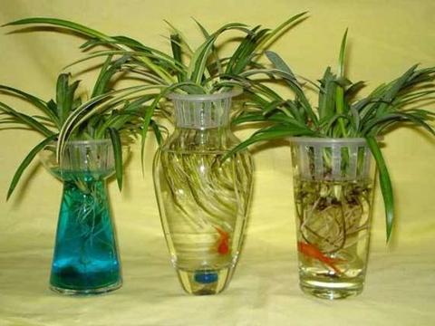 这7种盆栽绿植 扔水里就能生根发芽