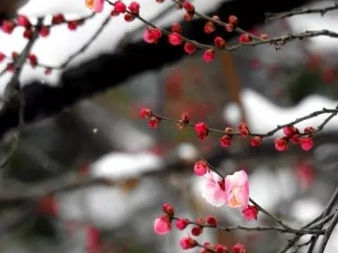 王晓杰:古衙红梅|红梅|王晓杰|果实_新浪新闻