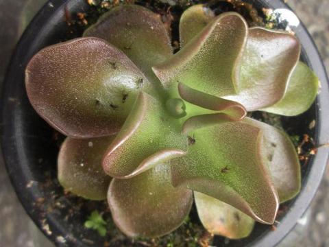 花盆里的小黑飞虫永远杀不死 教你一招 小飞虫以后来都不敢来 花盆里的小黑飞虫永远杀不死 教你一招 小飞虫以后来都不敢来