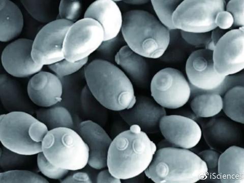 发酵产物精华液