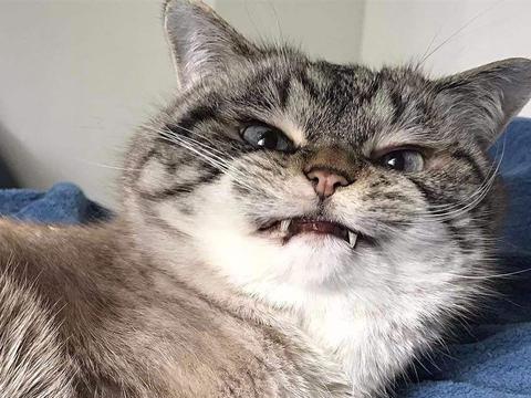鬼猫:可怕的名字下有一个漂亮的外表,是最珍贵的猫科动物之一|雪豹|猫|名字_新浪新闻