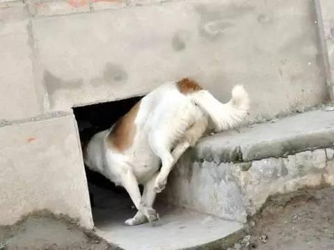 农村大门旁的小洞,是用来干什么的?有什么讲究?|狗|门槛|狗狗|设计|走狗_新浪新闻