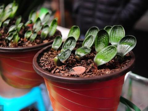 盆栽植物土壤里经常长虫子 几个杀虫技巧一定要了解 盆栽植物土壤里经常长虫子 几个杀虫技巧一定要了解