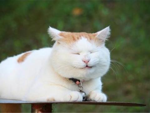 猫咪可以吃花生吗 说法正确 这样的吃法才不会让猫主子过敏