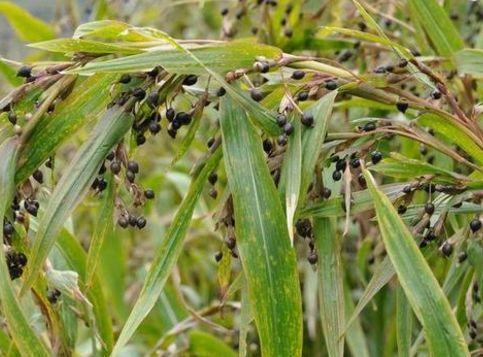 现在少见的草珠子能做手链能煮粥养在家里也不错