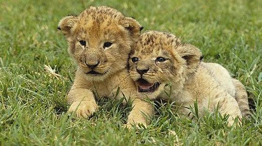 两个狮子在秀恩爱,互相打闹的样子也是够奇怪的,两只恩爱的狮子