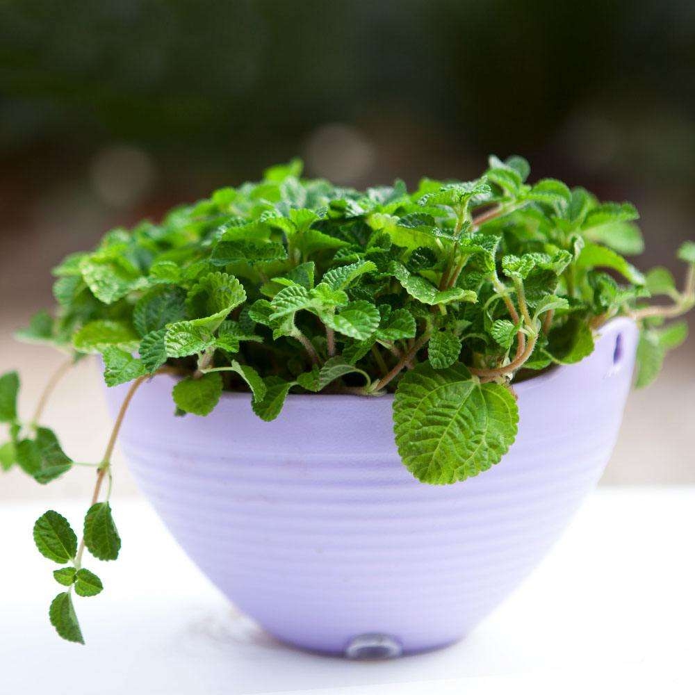 吸毒草|二手烟|绿植_新浪新闻