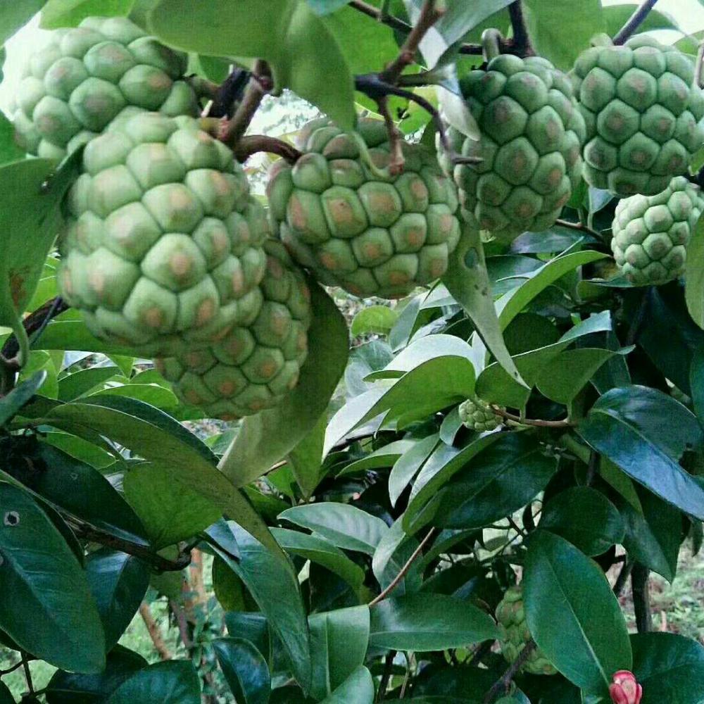 人气水果黑老虎,建园后该如何搭棚管理,如何剪枝管理?