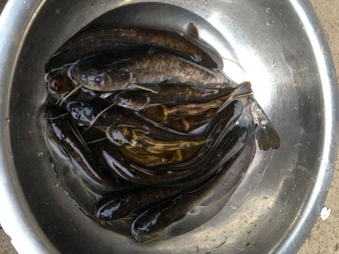 钓获的,我们土话叫花鲶,现在很少见了水浑浊后,水中的鱼明显活跃起来