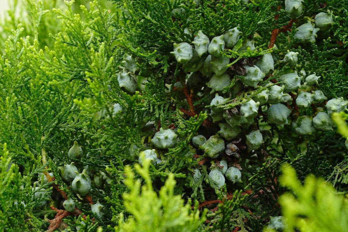 乡下的一种常青树，30年前用它来做枕头，叶子还能用来做熏肉|常青树|柏树|熏肉_新浪新闻