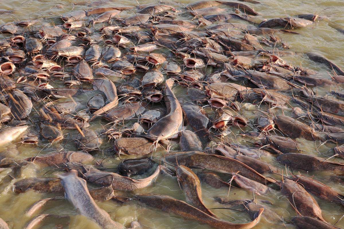 恒河污染严重,这种鱼却大量繁殖,想出口到中国,网友:坚决不吃