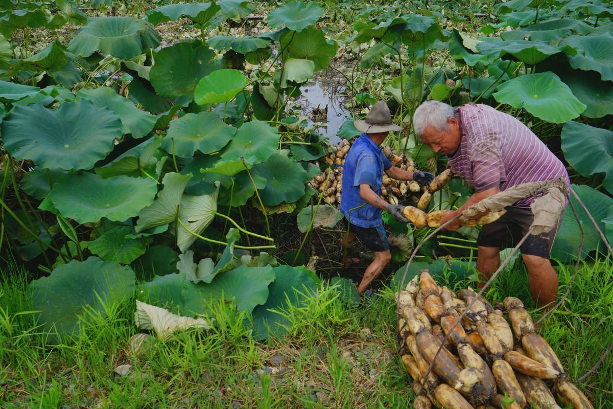 挖藕,马上就能吃到最新鲜的藕喽!