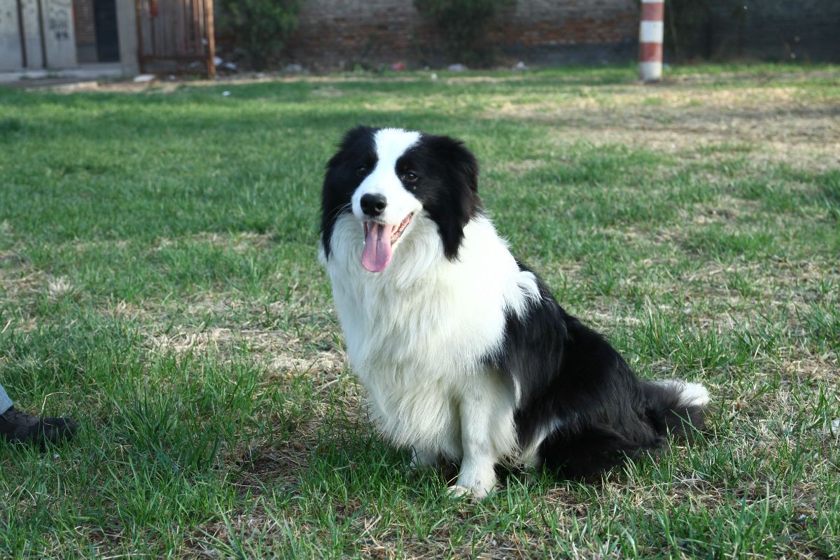 智商排智商排名第一的边境牧羊犬到底有多聪明?