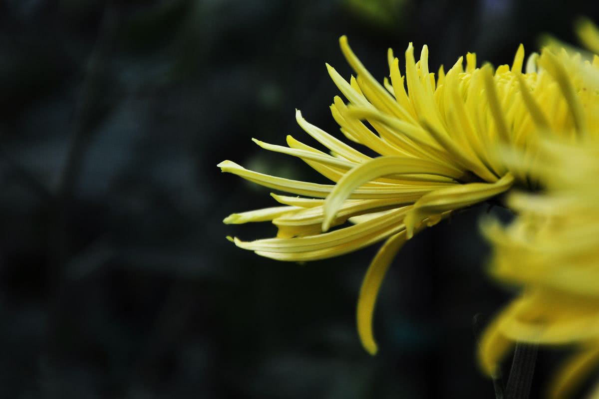 微量元素等,具有疏风清热,平肝明目,清热解毒的功效,加之气味清香,能