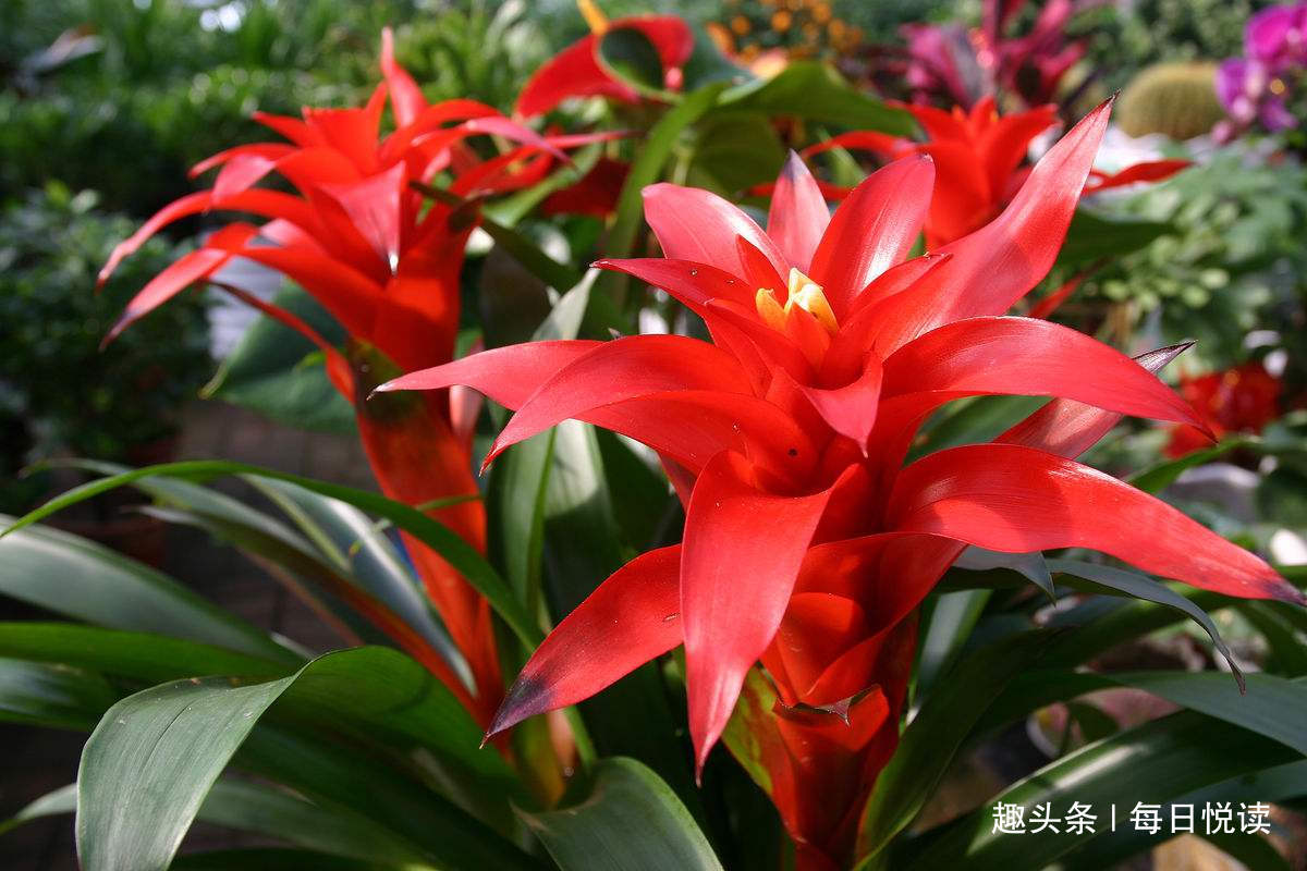 要养就养2种"财运花",家里财神爷,养家里日子越过越红火!